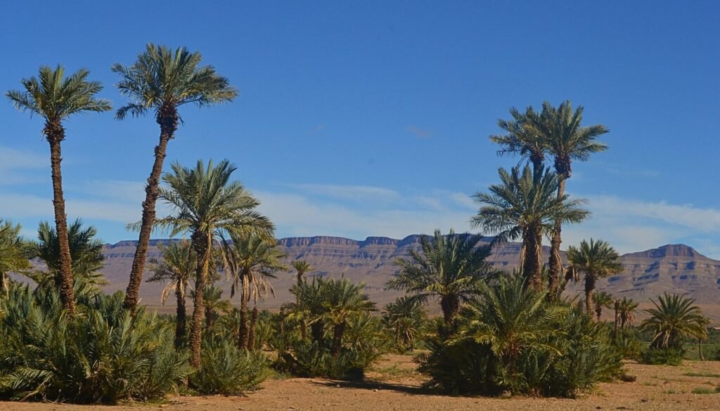 Excursion Zagora au départ Ouarzazate